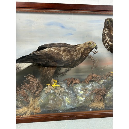 141 - A MAGNIFICENT PAIR OF TAXIDERMY MALE AND FEMALE GOLDEN EAGLES BY JOHN MACPHERSON AND SONS, INVERNESS... 