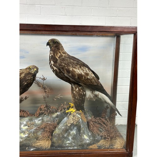 141 - A MAGNIFICENT PAIR OF TAXIDERMY MALE AND FEMALE GOLDEN EAGLES BY JOHN MACPHERSON AND SONS, INVERNESS... 