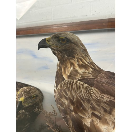 141 - A MAGNIFICENT PAIR OF TAXIDERMY MALE AND FEMALE GOLDEN EAGLES BY JOHN MACPHERSON AND SONS, INVERNESS... 