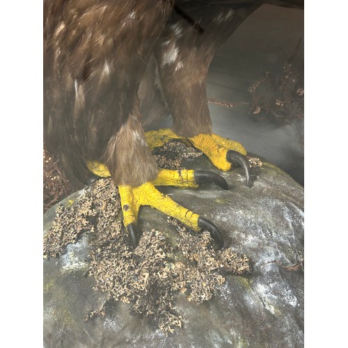 141 - A MAGNIFICENT PAIR OF TAXIDERMY MALE AND FEMALE GOLDEN EAGLES BY JOHN MACPHERSON AND SONS, INVERNESS... 