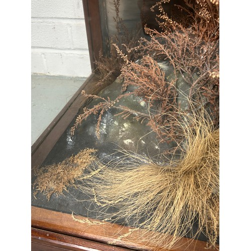 141 - A MAGNIFICENT PAIR OF TAXIDERMY MALE AND FEMALE GOLDEN EAGLES BY JOHN MACPHERSON AND SONS, INVERNESS... 