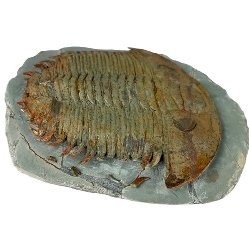 377 - A FOSSILISED TRILOBITE (LONGIANDA) CIRCA 521-250MILLION YEARS OLD, 

17cm x 13cm 

Some damage to sp... 