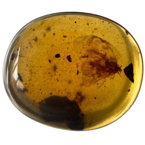 384 - A WINGED INSECT FOSSIL IN DINOSAUR AGED AMBER

A clear amber gem containing a very detailed moth, wi... 