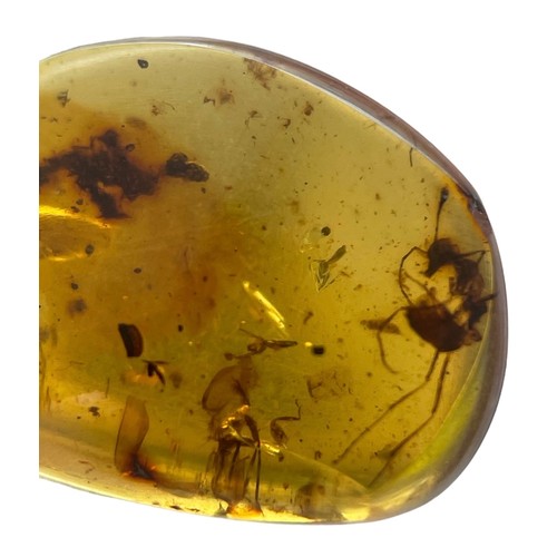 386 - A FOSSIL ANT IN DINOSAUR AGED AMBER,

A large ant, alongside the head and parts of multiple other in... 