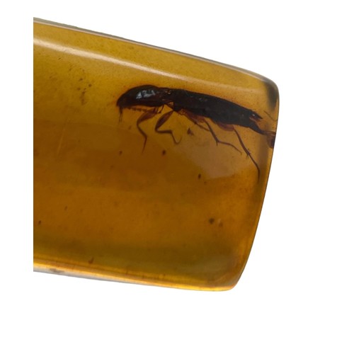 388 - A MOSQUITO AND BEETLE FOSSIL IN DINOSAUR AGED AMBER

A detailed mosquito, facing a beetle. From the ... 