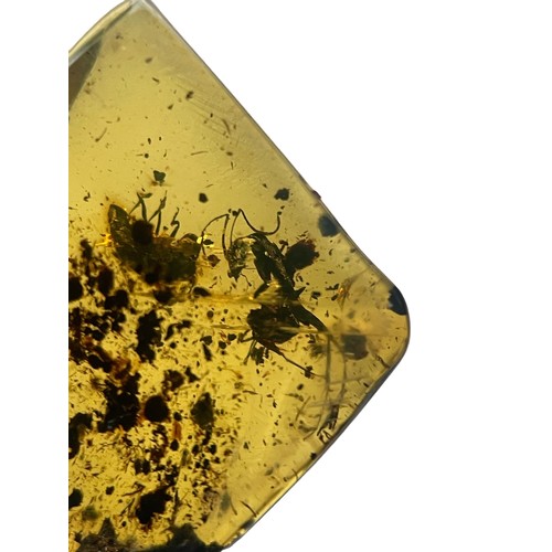 397 - A LARGE ANT FOSSIL IN DINOSAUR AGED AMBER,

A detailed ant, alongside other insect and plant matter.... 