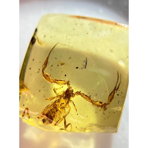 400 - A SCORPION FOSSIL IN DINOSAUR AGED AMBER,

A very rare, detailed scorpion with open pincers. From th... 