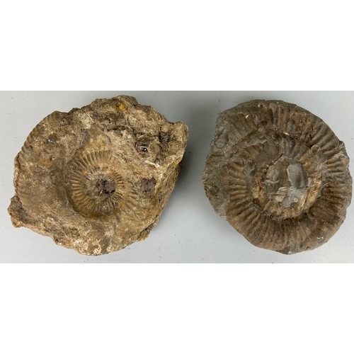 543 - A PAIR OF LARGE AMMONITE FOSSILS, 

22cm W