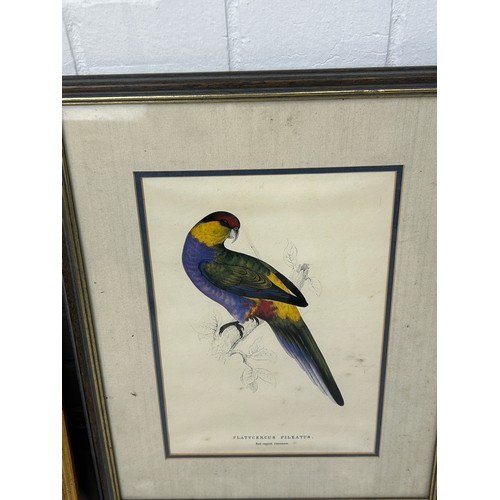 395 - A COLLECTION OF FIVE BIRD PRINTS (5) 

Mostly framed and glazed. One frame and glass damaged. 

Larg... 