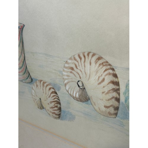 301 - PATRICK HOCKEY (1948-1992): A PAIR OF WATERCOLOUR PAINTINGS ON PAPER DEPICTING AUSTRALIAN SHELLS AND... 