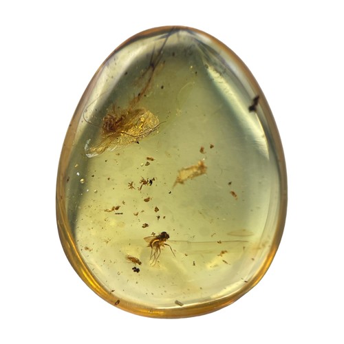 569 - A FOSSIL FLY IN DINOSAUR AGED BURMESE AMBER

A highly detailed fly, alongside others in clear amber.... 