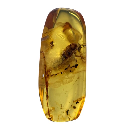 570 - A FOSSIL BEETLE IN DINOSAUR AGED BURMESE AMBER

This beetle exhibits excellent detail, from differen... 