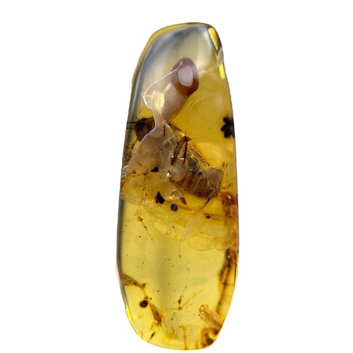 570 - A FOSSIL BEETLE IN DINOSAUR AGED BURMESE AMBER

This beetle exhibits excellent detail, from differen... 