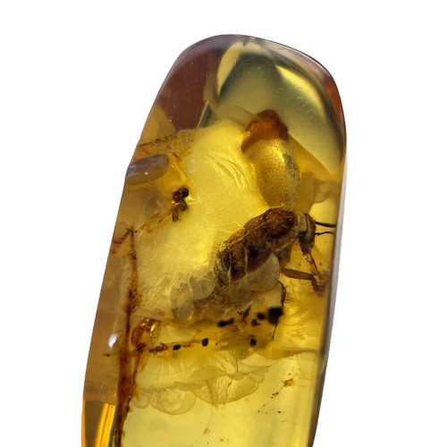 570 - A FOSSIL BEETLE IN DINOSAUR AGED BURMESE AMBER

This beetle exhibits excellent detail, from differen... 