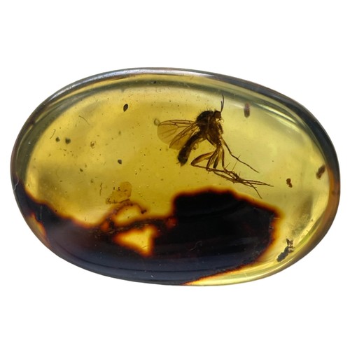 572 - A FOSSIL MOSQUITO IN DINOSAUR AGED BURMESE AMBER

Mosquito remains in amber are highly uncommon comp... 