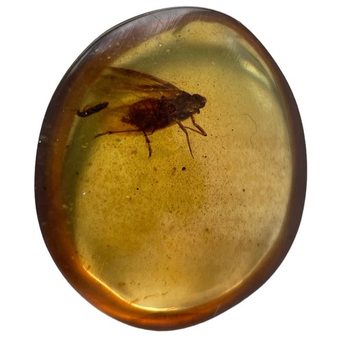 573 - A FLYING INSECT FOSSIL IN DINOSAUR AGED BURMESE AMBER

A detailed winged insect fossil in clear ambe... 