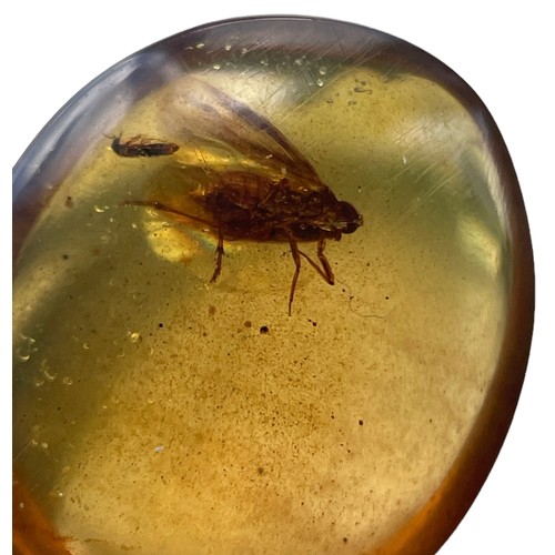 573 - A FLYING INSECT FOSSIL IN DINOSAUR AGED BURMESE AMBER

A detailed winged insect fossil in clear ambe... 