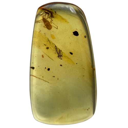 574 - AN UNKNOWN INSECT FOSSIL IN DINOSAUR AGED BURMESE AMBER

A highly unusual insect in clear amber. Pol... 