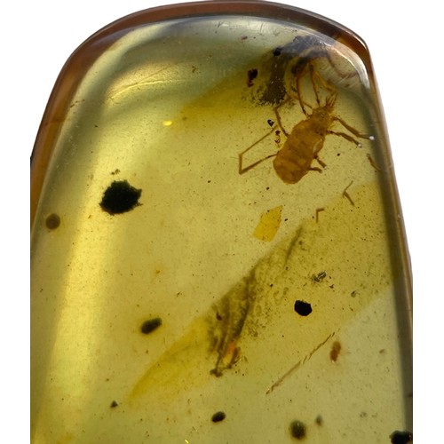 574 - AN UNKNOWN INSECT FOSSIL IN DINOSAUR AGED BURMESE AMBER

A highly unusual insect in clear amber. Pol... 