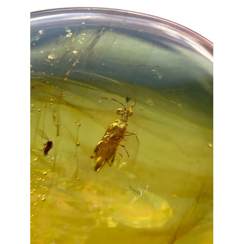 575 - AN UNKNOWN INSECT FOSSIL IN DINOSAUR AGED BURMESE AMBER

A highly unusual insect in clear amber, pos... 