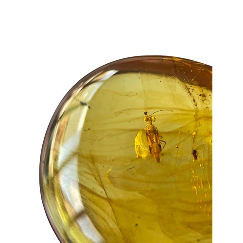 575 - AN UNKNOWN INSECT FOSSIL IN DINOSAUR AGED BURMESE AMBER

A highly unusual insect in clear amber, pos... 