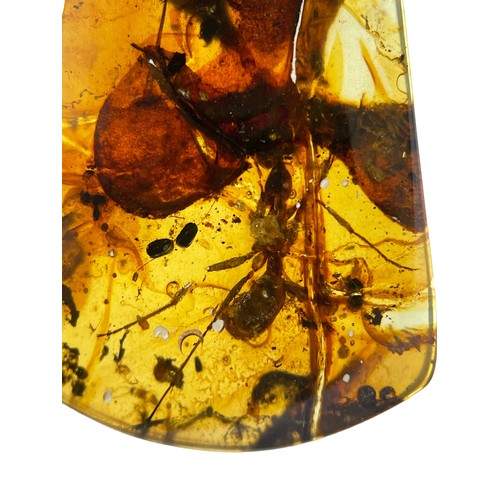 576 - A LARGE ANT FOSSIL IN DINOSAUR AGED BURMESE AMBER

A very large ant, alongside other insect and plan... 