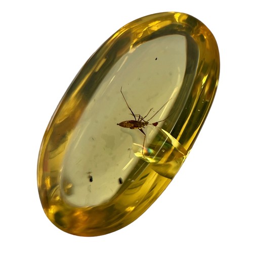 578 - AN UNKNOWN INSECT FOSSIL IN DINOSAUR AGED BURMESE AMBER

A highly unusual insect in clear amber. Pol... 