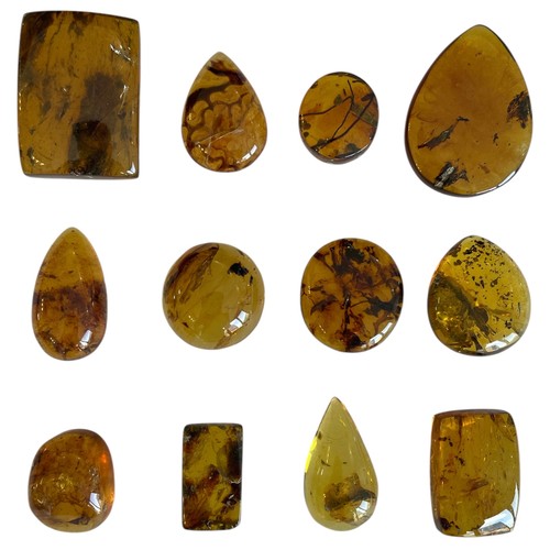 582 - A GROUPING OF PLANT FOSSILS IN DINOSAUR AGED BURMESE AMBER

A fantastic grouping of 12 botanical inc... 