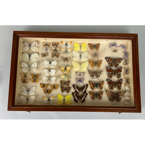 211 - ENTOMOLOGICAL INTEREST: AN ANTIQUE CASED DISPLAY OF BUTTERFLIES, 

40cm x 25cm x 5cm