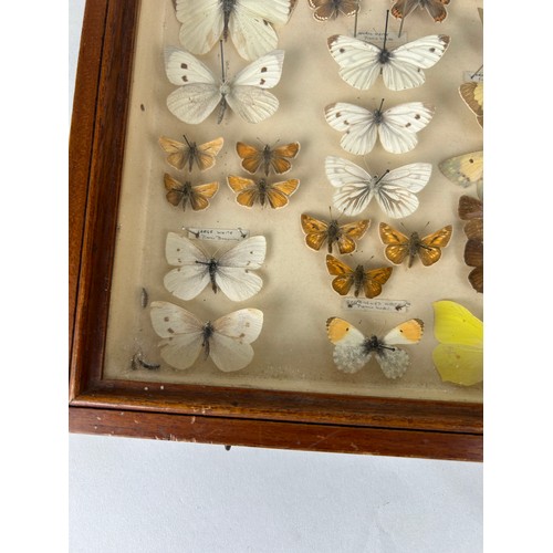 211 - ENTOMOLOGICAL INTEREST: AN ANTIQUE CASED DISPLAY OF BUTTERFLIES, 

40cm x 25cm x 5cm