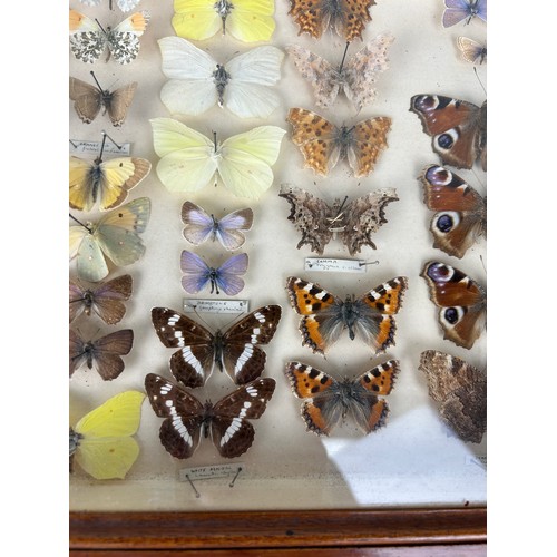 211 - ENTOMOLOGICAL INTEREST: AN ANTIQUE CASED DISPLAY OF BUTTERFLIES, 

40cm x 25cm x 5cm