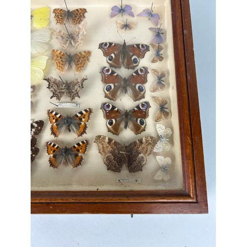 211 - ENTOMOLOGICAL INTEREST: AN ANTIQUE CASED DISPLAY OF BUTTERFLIES, 

40cm x 25cm x 5cm