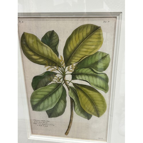 401 - TWO LARGE FRAMED SETS OF BOTANICAL PRINTS, 

Mounted in frames and glazed 

100cm x 75cm


Each with... 