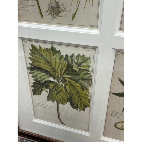 401 - TWO LARGE FRAMED SETS OF BOTANICAL PRINTS, 

Mounted in frames and glazed 

100cm x 75cm


Each with... 