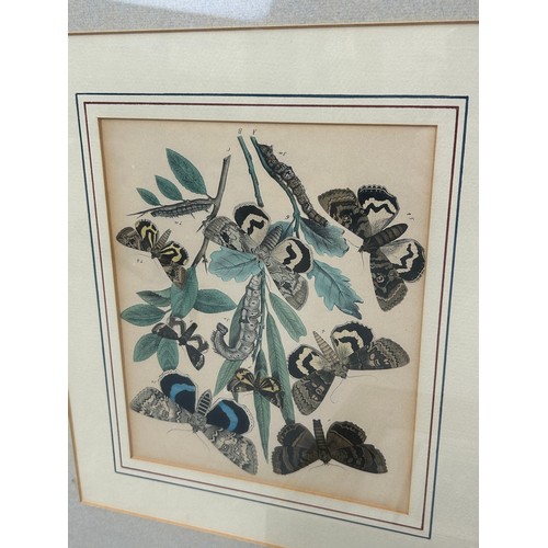 389 - A PAIR OF HAND COLOURED PRINTS DEPICTING BUTTERFLIES ALONG WITH A 19TH CENTURY ENGRAVING AFTER ARNOL... 