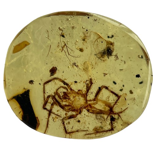 629 - A SPIDER FOSSIL IN DINOSAUR AGED BURMESE AMBER

A highly detailed spider in Cretaceous amber. Polish... 