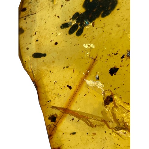 631 - A VERY RARE DINOSAUR FEATHER AND UNKNOWN EGG FOSSIL IN BURMESE AMBER

An extremely scarce dinosaur f... 