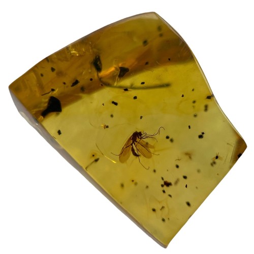 632 - A WINGED INSECT FOSSIL IN AMBER

A highly detailed fly, in clear amber. Polished to a fine grade.

F... 