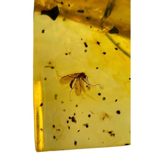 632 - A WINGED INSECT FOSSIL IN AMBER

A highly detailed fly, in clear amber. Polished to a fine grade.

F... 