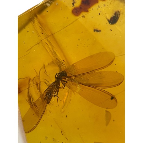 633 - A WINGED INSECT FOSSIL IN AMBER 

A highly detailed winged Termite, in clear amber. Polished to a fi... 