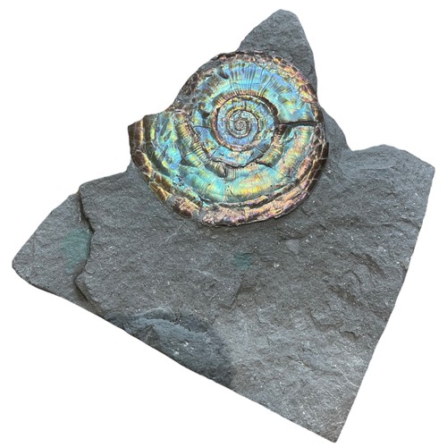 651 - AN IRIDESCENT AMMONITE FOSSIL FROM SOMERSET

This ammonite specimen exhibits wonderful natural colou... 