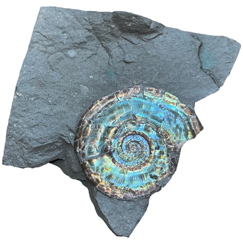 651 - AN IRIDESCENT AMMONITE FOSSIL FROM SOMERSET

This ammonite specimen exhibits wonderful natural colou... 