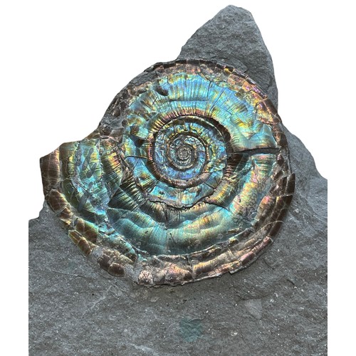 651 - AN IRIDESCENT AMMONITE FOSSIL FROM SOMERSET

This ammonite specimen exhibits wonderful natural colou... 