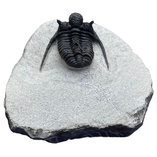 639 - A FLYING TRILOBITE FOSSIL

An exceptionally well preserved Trilobite. Excellent detail throughout sp... 