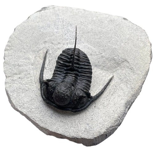 639 - A FLYING TRILOBITE FOSSIL

An exceptionally well preserved Trilobite. Excellent detail throughout sp... 