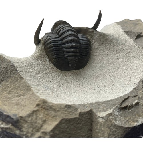 640 - A FLYING TRILOBITE FOSSIL

An exceptionally well preserved Trilobite. Excellent detail throughout sp... 