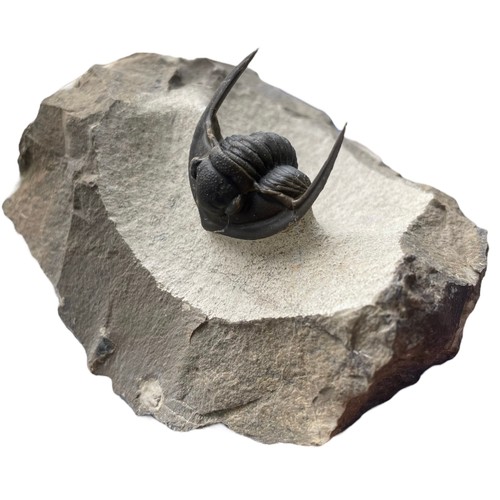 640 - A FLYING TRILOBITE FOSSIL

An exceptionally well preserved Trilobite. Excellent detail throughout sp... 