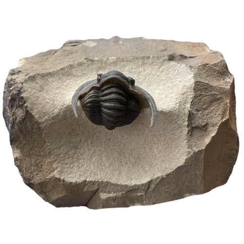 640 - A FLYING TRILOBITE FOSSIL

An exceptionally well preserved Trilobite. Excellent detail throughout sp... 