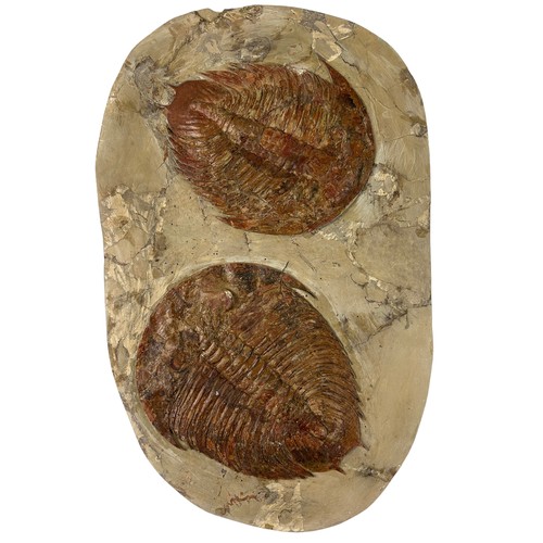 641 - A FOSSSILISED PAIR OF TRILOBITES (DIKELOLEPHALINA BRENCHLEYI) 

48cm x 30cm x 4cm