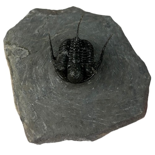 642 - A FOSSILISED TRILOBITE (CYPHASPIS DEVONIAN),

Morocco. 

8cm x 8cm 4.5cm